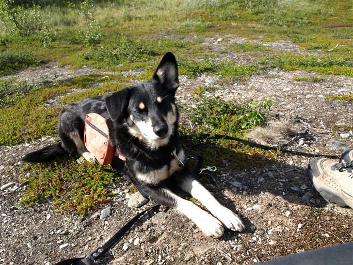 Finsk hyrdehund Fjällfarmens Kiivah - Kiivah i Abisko billede 7