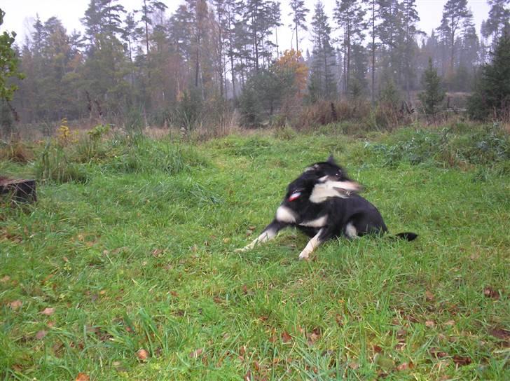 Finsk hyrdehund Fjällfarmens Kiivah - Fuld fart på... billede 8