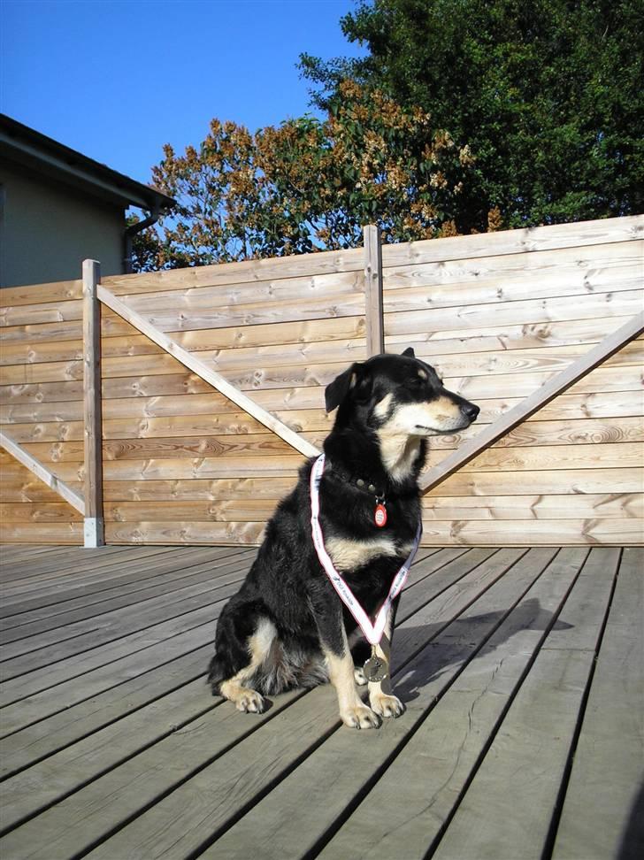 Finsk hyrdehund Fjällfarmens Kiivah - Sølvmedalje i agility fra Borrevejledagene billede 9