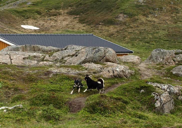 Finsk hyrdehund Fjällfarmens Kiivah - Kiivah med legekammerat på campingplads på Nordkapp billede 10