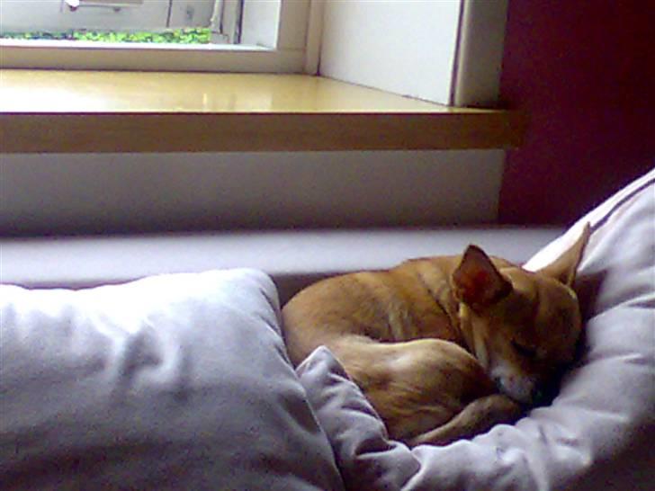 Chihuahua jessica billede 7