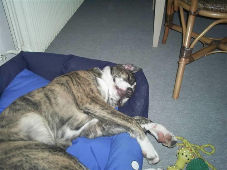 Blanding af racer Diesel billede 12