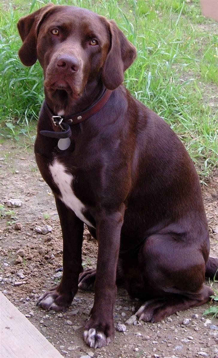 Blanding af racer Magnus - "Jeg kan godt sidde pænt"...... billede 18