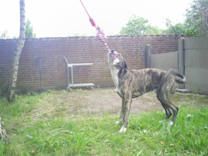 Blanding af racer Diesel billede 13