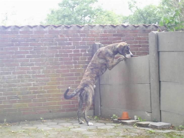 Blanding af racer Diesel billede 14