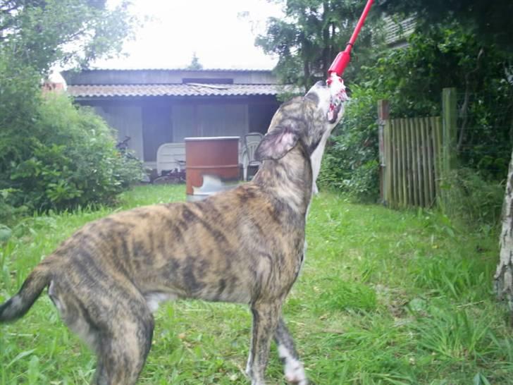 Blanding af racer Diesel billede 15