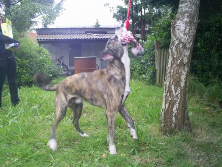 Blanding af racer Diesel billede 16