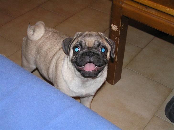 Mops Herkules of Smiling Farm billede 11