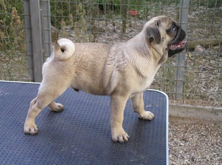 Mops Herkules of Smiling Farm billede 12