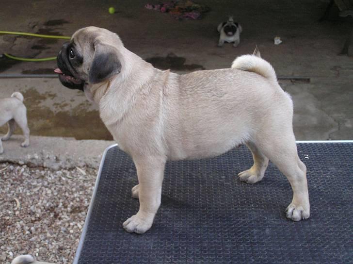 Mops Herkules of Smiling Farm billede 13