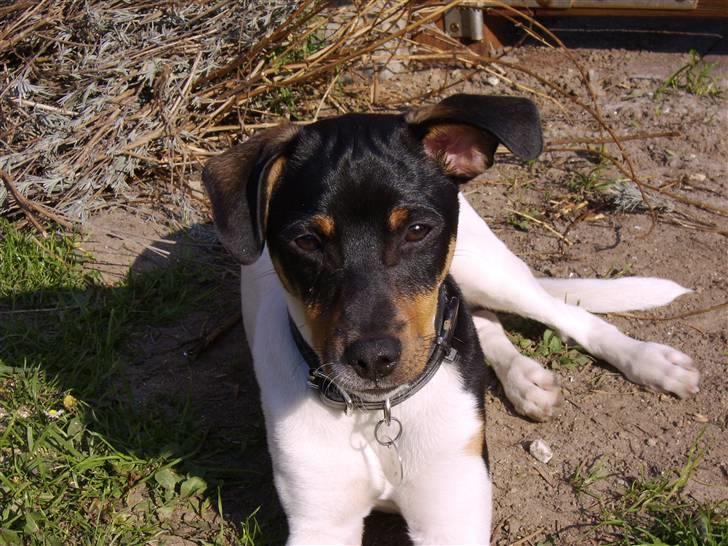 Dansk svensk gaardhund Idefix - På en dejlig dag billede 1