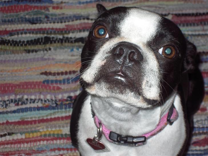 Boston terrier Asta billede 16