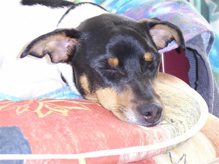 Dansk svensk gaardhund Idefix - Der er altid tid til en slapper billede 2