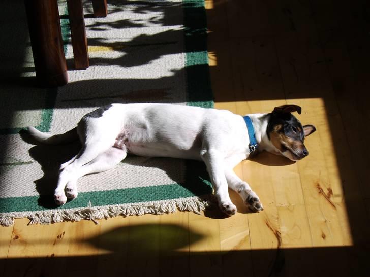 Dansk svensk gaardhund Idefix - En dejlig solstråle billede 3
