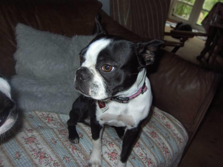 Boston terrier Asta billede 17