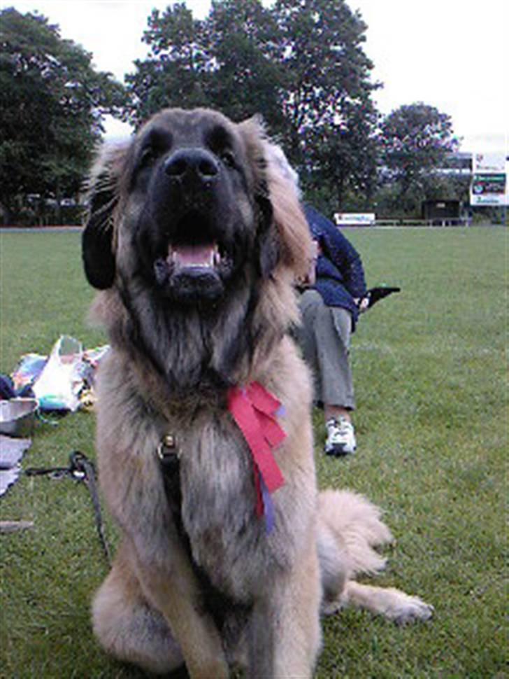 Leonberger Gaia - Så´rn ser en vinder ud! billede 6