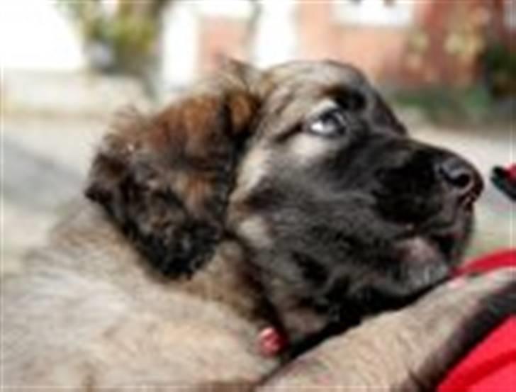 Leonberger Gaia - *suk* billede 7