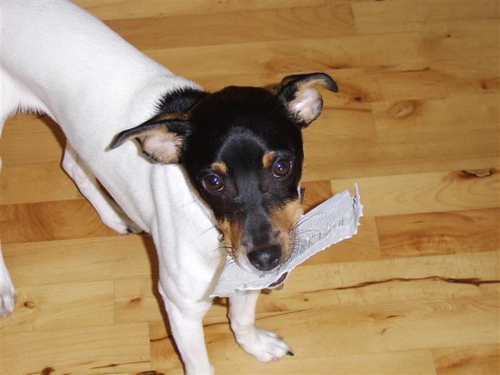 Dansk svensk gaardhund Idefix - Der var engang "fars brev" billede 4