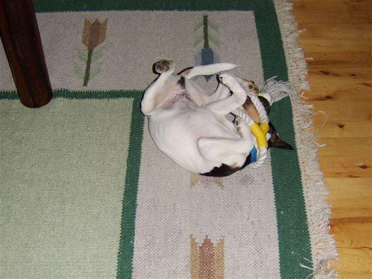 Dansk svensk gaardhund Idefix - God leg! billede 5