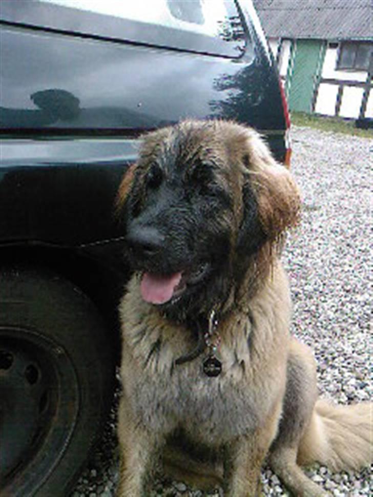 Leonberger Gaia - Har ikk været i nærheden af vand... billede 9