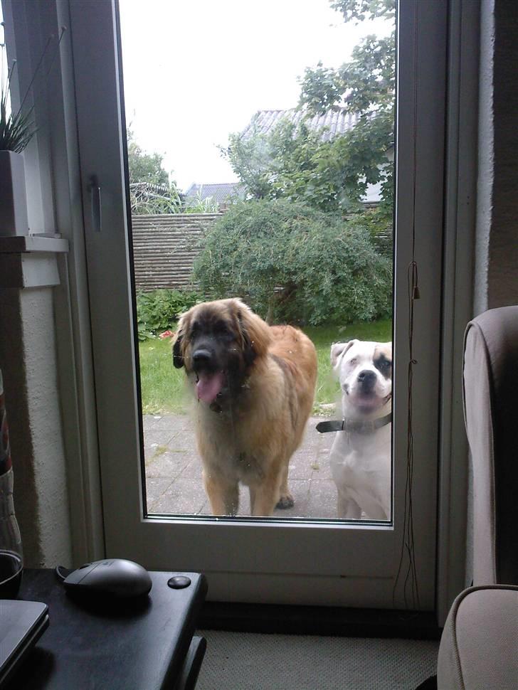 Leonberger Gaia - Best friends! billede 10