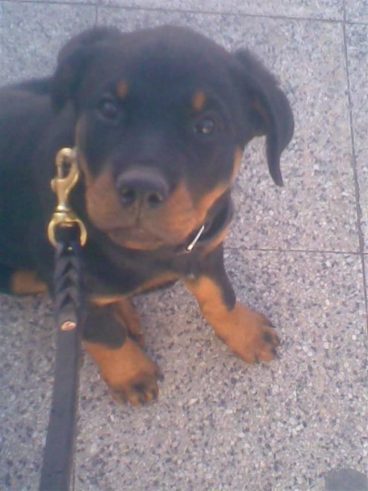 Rottweiler Gucci* - Min dejlige pige billede 2