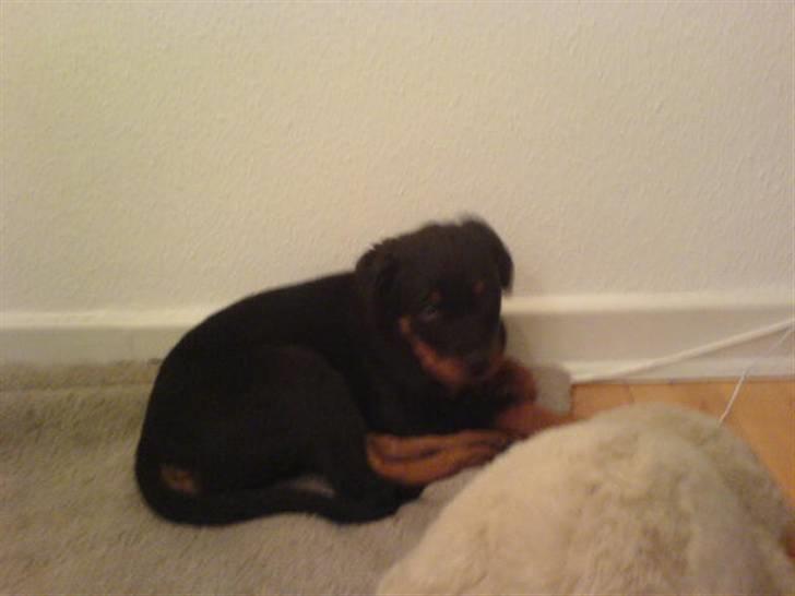 Rottweiler Gucci* - Gucci billede 3