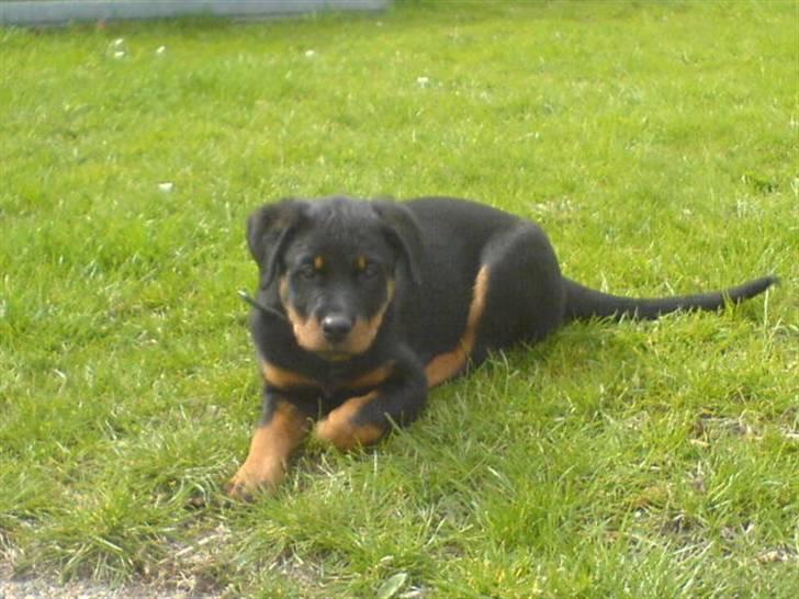 Rottweiler Gucci* billede 4