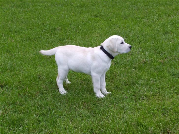 Labrador retriever Masja billede 17