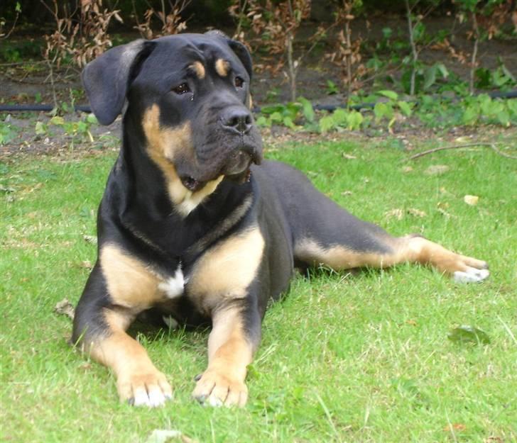 Blanding af racer Hendrix - Jeg er så lille og nuttet billede 1