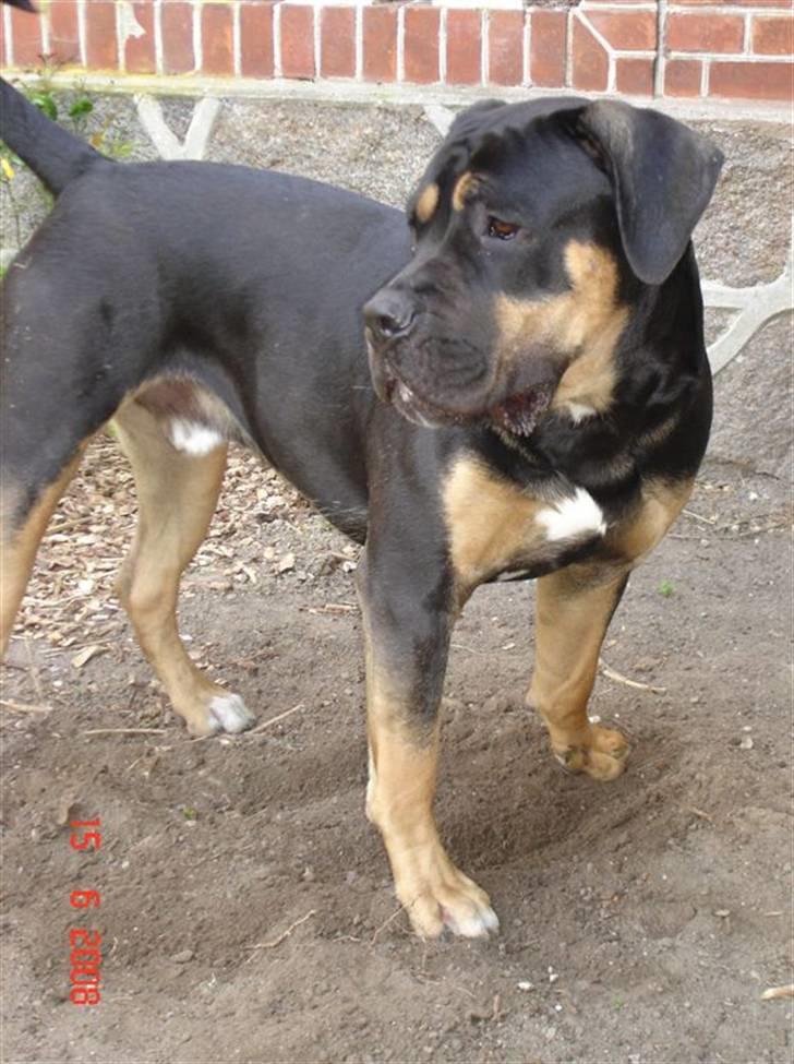 Blanding af racer Hendrix - Jeg kan allerede sige vuf på komando billede 2