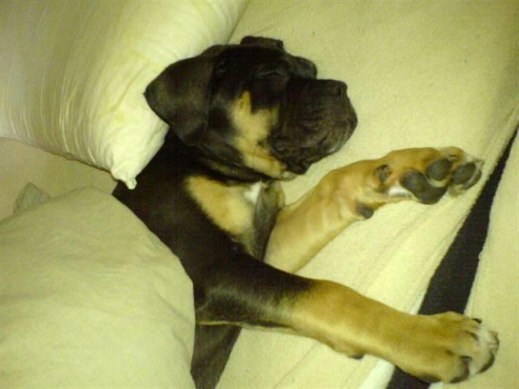 Blanding af racer Hendrix - Der er nu ikke noget som far seng billede 3