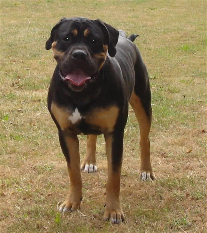 Blanding af racer Hendrix billede 4