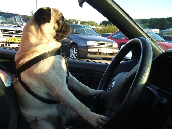 Mops Carisma Buller "Nemo" - Af banen, af banen - her kommer bananen! billede 6