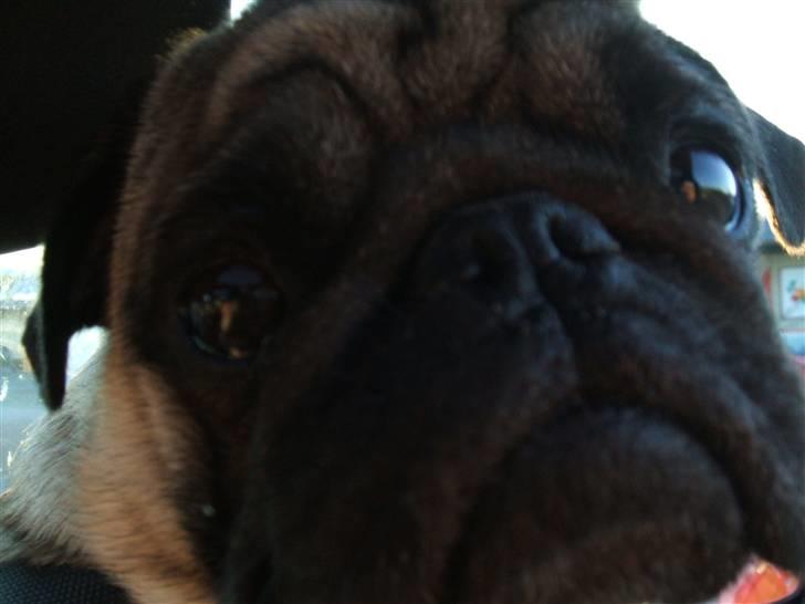 Mops Carisma Buller "Nemo" - "Hallo - er der nogen hjemme?" billede 7