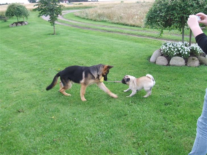 Mops Carisma Buller "Nemo" - "Jeg har den, jeg har den!" billede 8