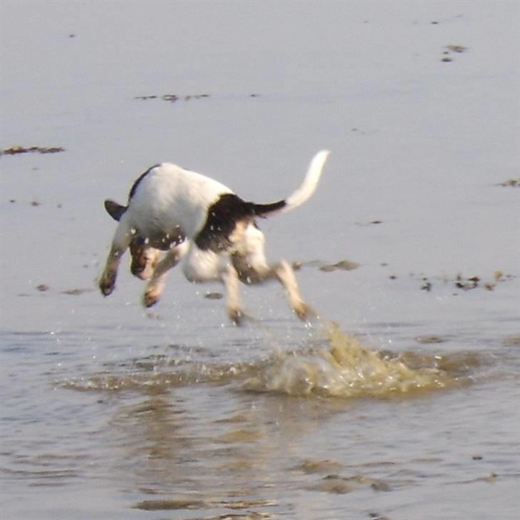 Dansk svensk gaardhund Idefix - I en flyvende fart. billede 6