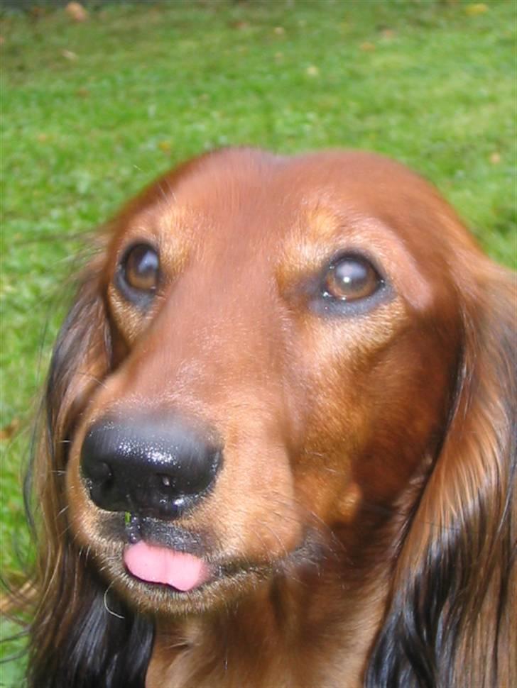 Dværggravhund Chico *3.11.05* - Se hvad jeg kan.. billede 6