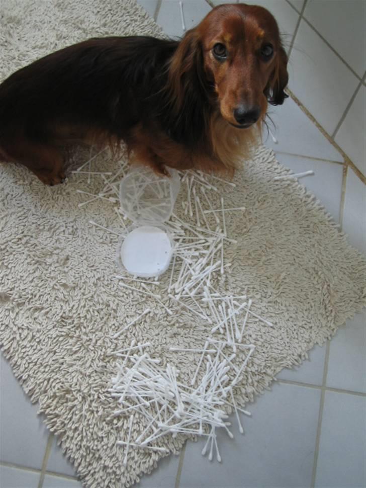 Dværggravhund Chico *3.11.05* - Ups!;) billede 7