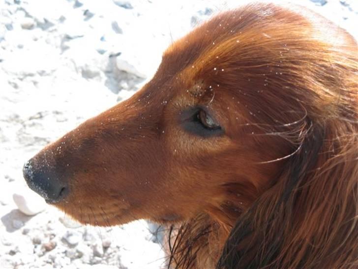 Dværggravhund Chico *3.11.05* billede 8