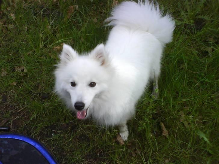 Japansk spids Pan - Pan på skovtur billede 1