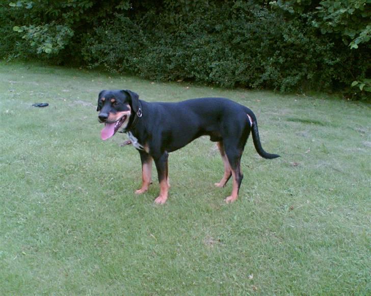 Blanding af racer Kenzo billede 14