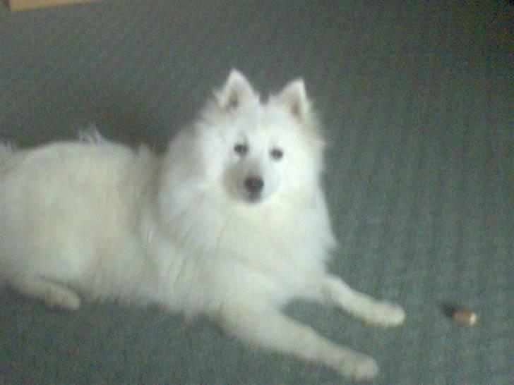 Japansk spids Pan - Hej! ville du noget? billede 2