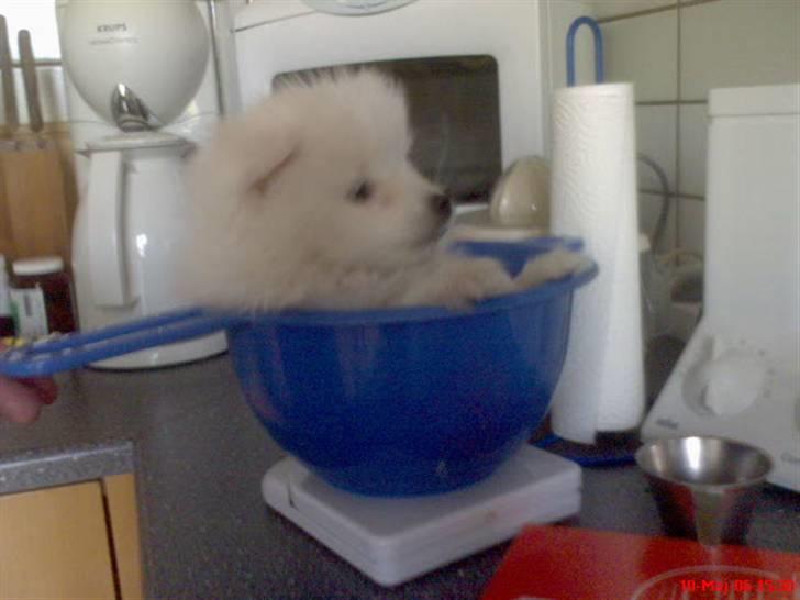 Japansk spids Pan - Pan som lille, han skulle vejes på køkkenvægten billede 3