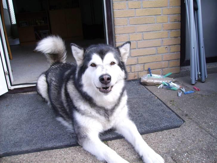 Alaskan malamute Xenobia billede 19