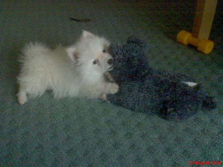 Japansk spids Pan - Hvem vinder - Pan eller sutskoen? billede 4