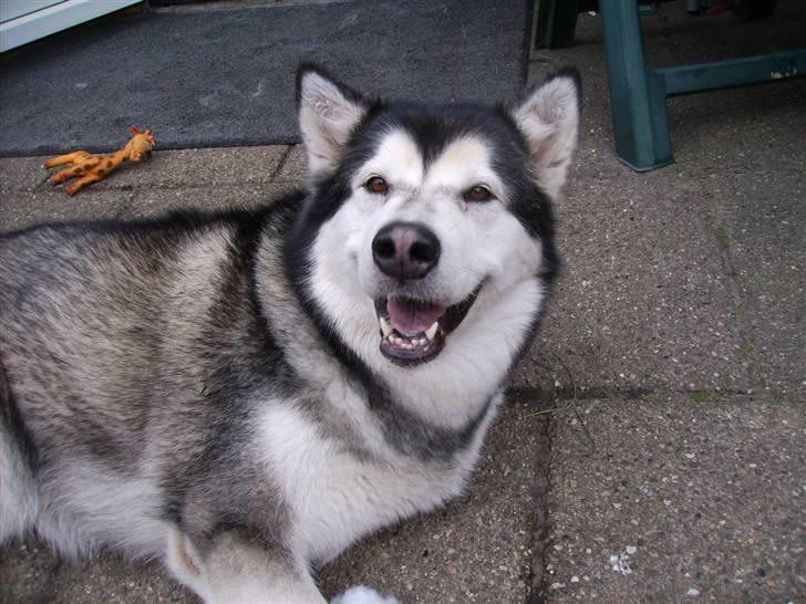 Alaskan malamute Xenobia billede 20