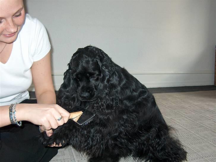Amerikansk cocker spaniel Nala - Børstning? Det skal jo desværre gøres... billede 1