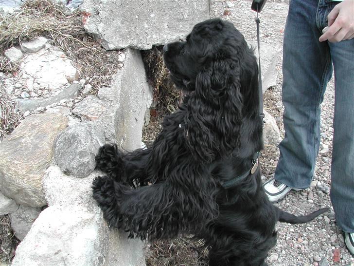 Amerikansk cocker spaniel Nala - En tur på stranden er det bedste! billede 2