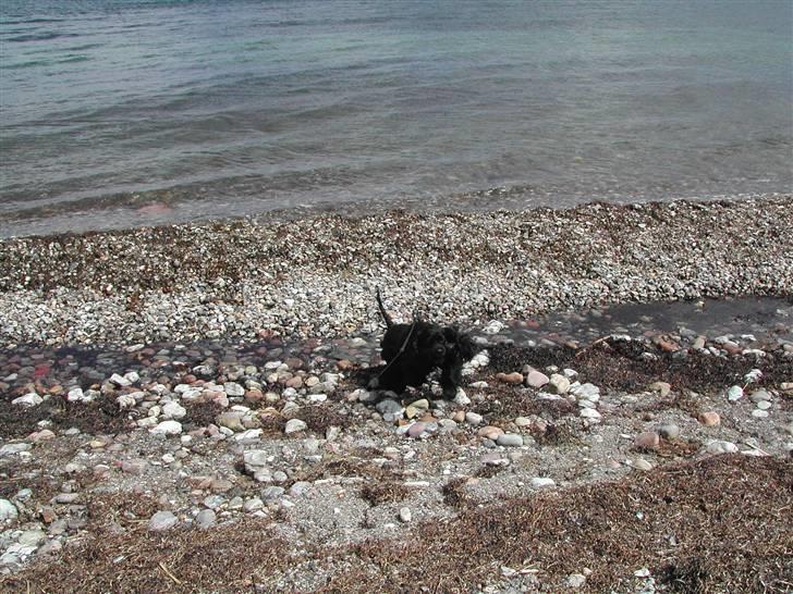 Amerikansk cocker spaniel Nala - Vand og bølger? NEJ TAK! billede 3